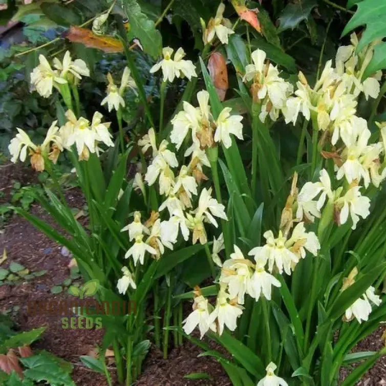 Roscoea Cautleyioides Flower Seeds For Planting, Your Ultimate Guide to Planting and Growing Elegant