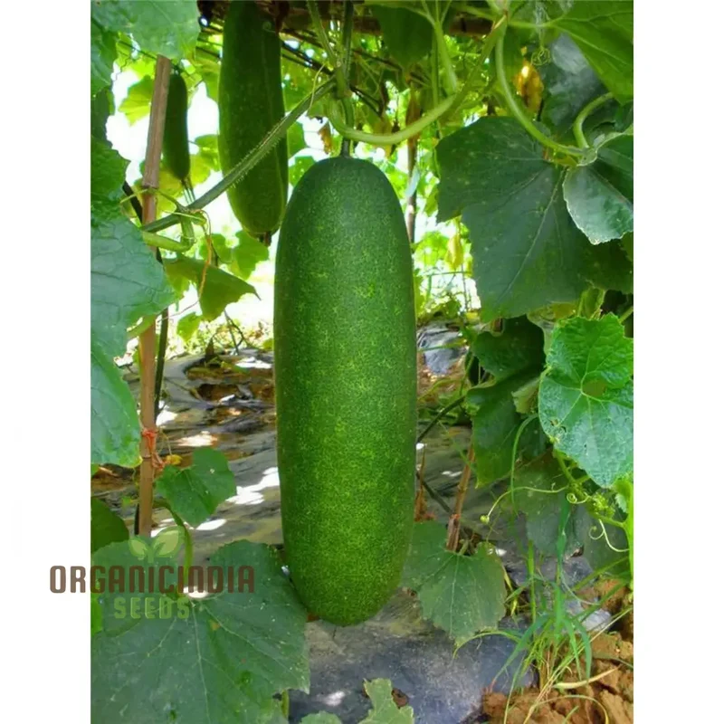 Gourd - Lai Jud F1 Seeds for Planting and Gardening | Buy Organic Seeds Online