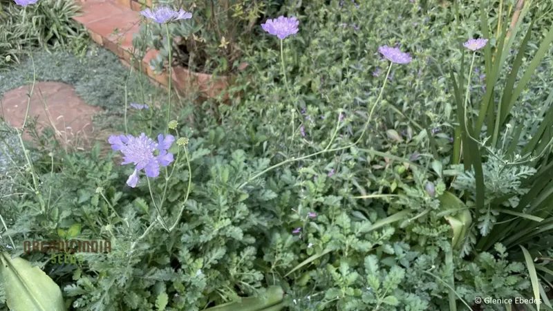 Scabiosa Incisa Seeds - Premium Gardening Seeds for Beautiful Garden Blooms | Buy Scabiosa Incisa Seeds Online
