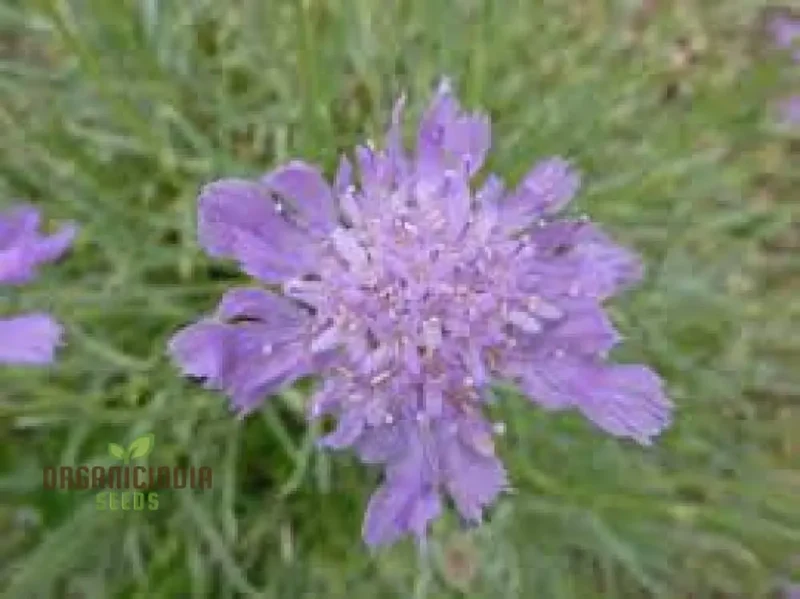 Scabiosa Graminifolia Seeds - Exquisite Garden Perennials for Vibrant Flower Beds | Premium Gardening Seeds