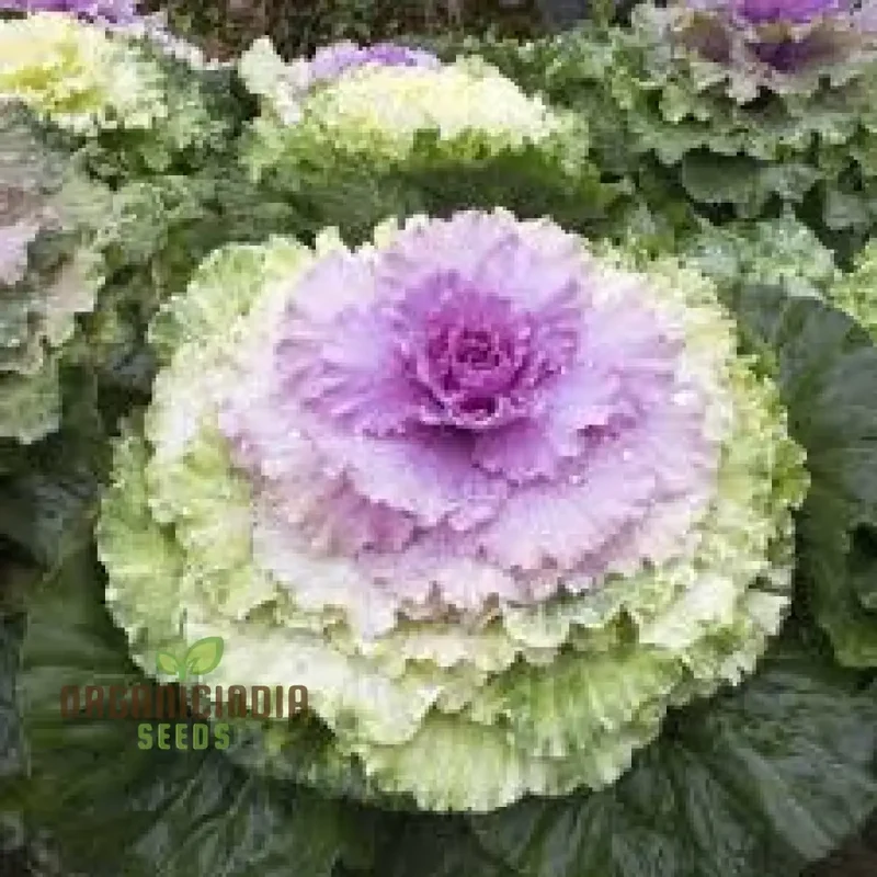 NM - Ornamental Kale Fringed Leaves Mix Seeds for Gardening Enthusiasts | Vibrant Colors & Unique Foliage for Stunning Garden
