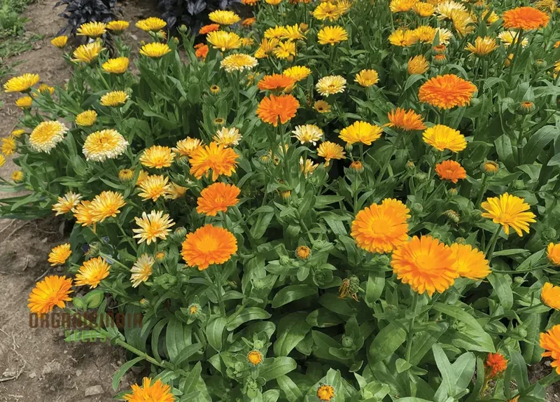 Calendula officinalis Fiesta Gitana Mix Seeds for Gardening Enthusiasts | Colorful Flower Seeds for Vibrant Garden Blooms
