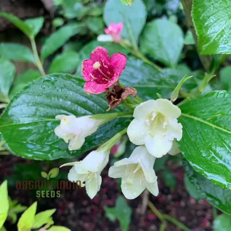 Weigela Florida Versicolor Seeds - Vibrant Planting Options for Your Garden