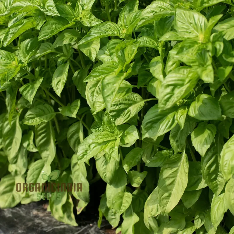 Basil Newton Herb Seeds – Fresh, Fragrant, Easy-to-Grow Basil for Home & Garden
