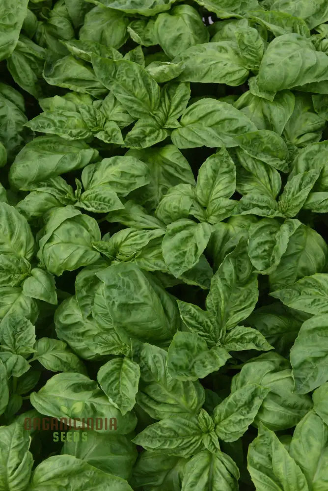 Basil Newton Herb Seeds – Fresh, Fragrant, Easy-to-Grow Basil for Home & Garden