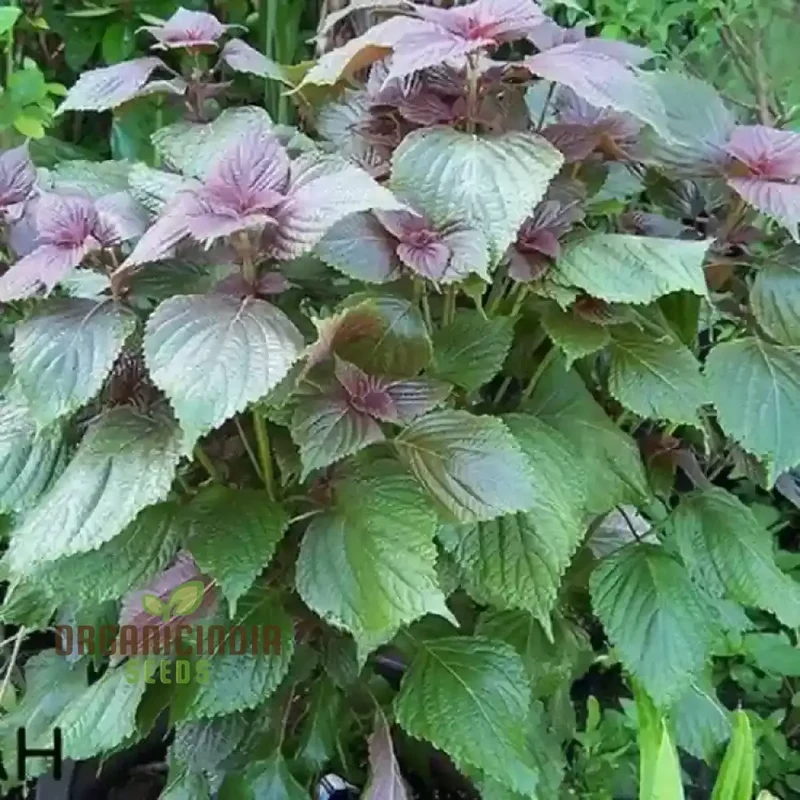 Shiso Seeds – Jeok Ssam Ip Perilla Herb, Fresh Red Shiso Leaves for Home Growing
