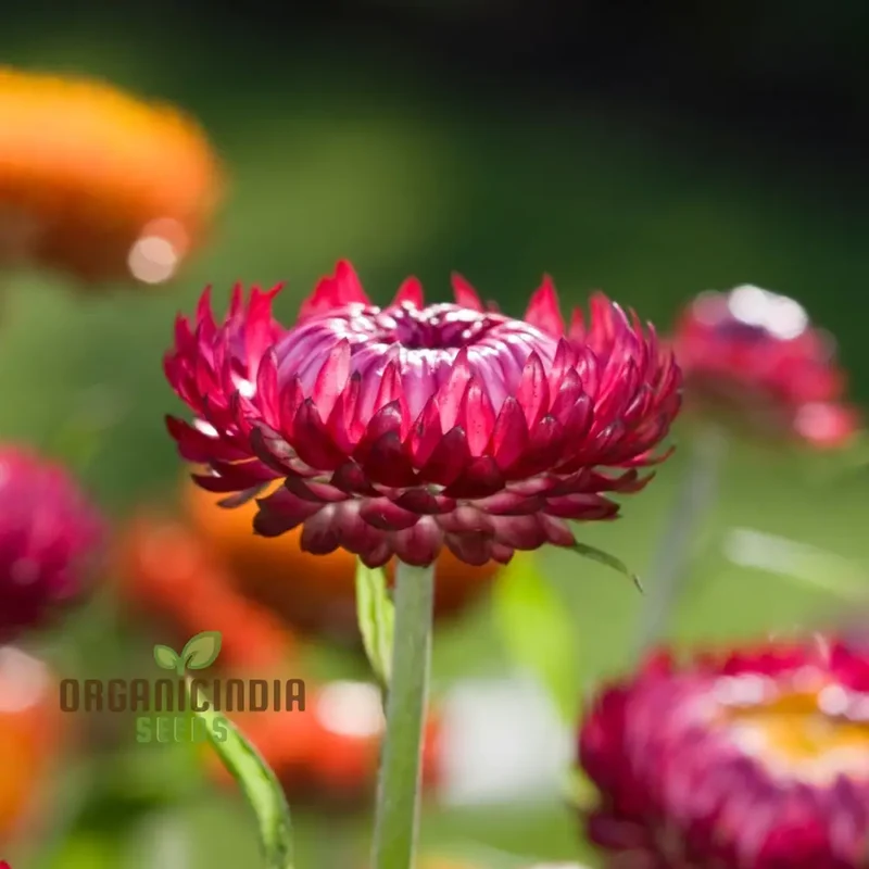 Everlasting Daisy - Purple Red Seeds for Gardening and Planting | High-Quality Flower Seeds