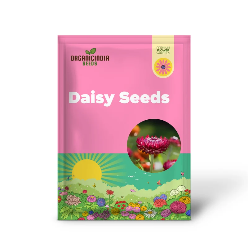 Everlasting Daisy - Purple Red Seeds for Gardening and Planting | High-Quality Flower Seeds