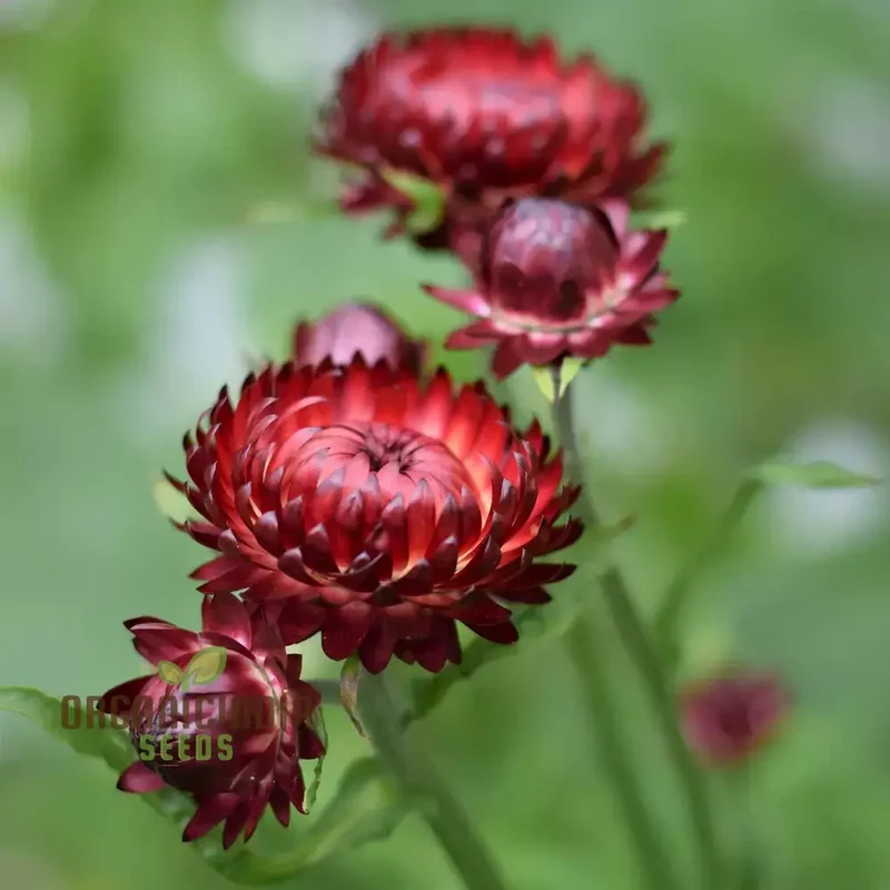 Everlasting Daisy - Purple Red Seeds for Gardening and Planting | High-Quality Flower Seeds