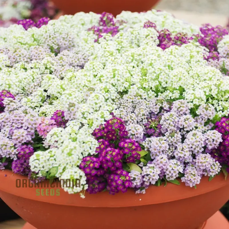 Alyssum Magic Circles Mixed Seeds for Planting and Gardening - Premium Quality Seeds