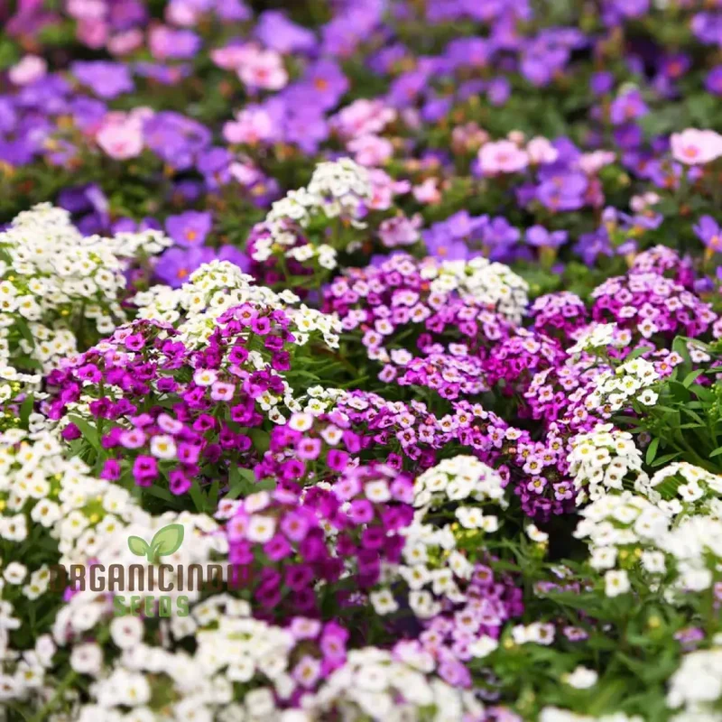 Alyssum Magic Circles Mixed Seeds for Planting and Gardening - Premium Quality Seeds