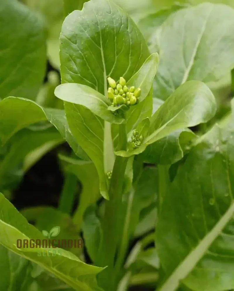 Jung Green Leafy Vegetable Seeds For Planting, Grow Fresh and Nutritious Greens at Home