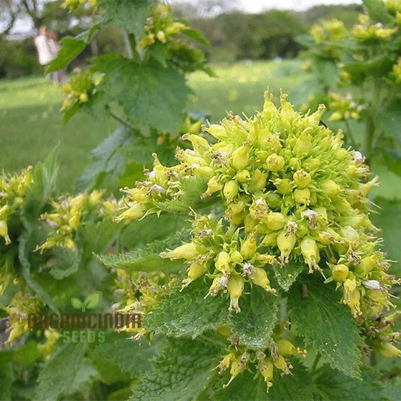 Scrophularia Vernalis Seeds - Premium Gardening Delight | Buy Organic Seeds Online