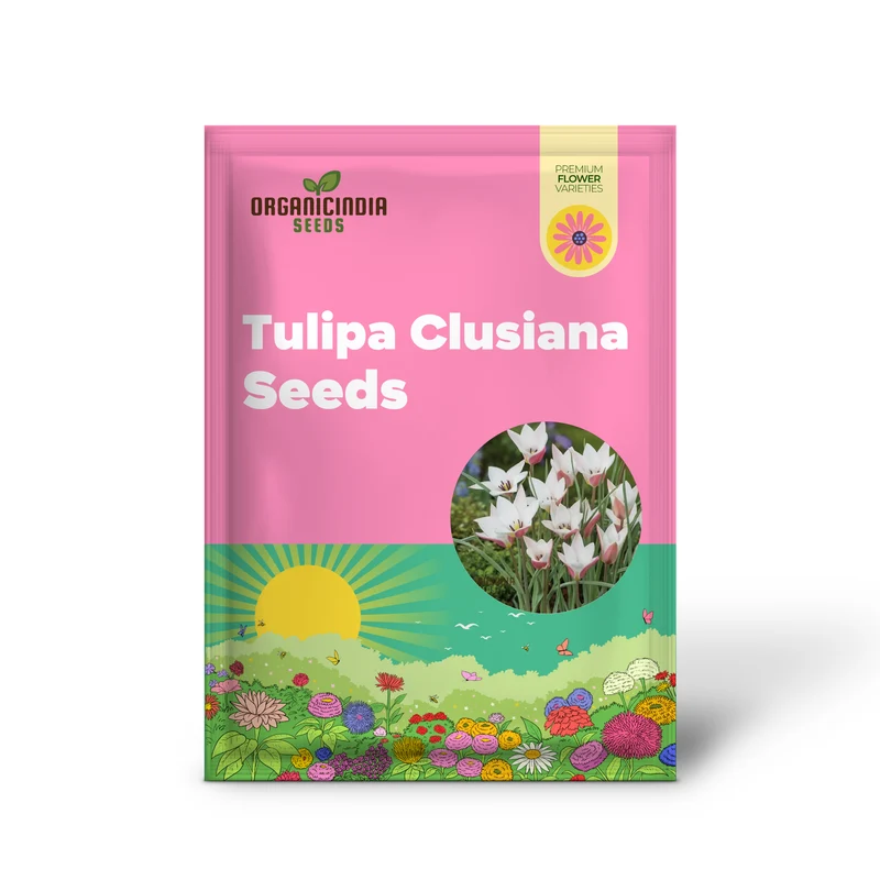 TULIPA CLUSIANA 'LADY JANE' Seeds for Planting and Gardening - Perfect for Beautiful Spring Blooms