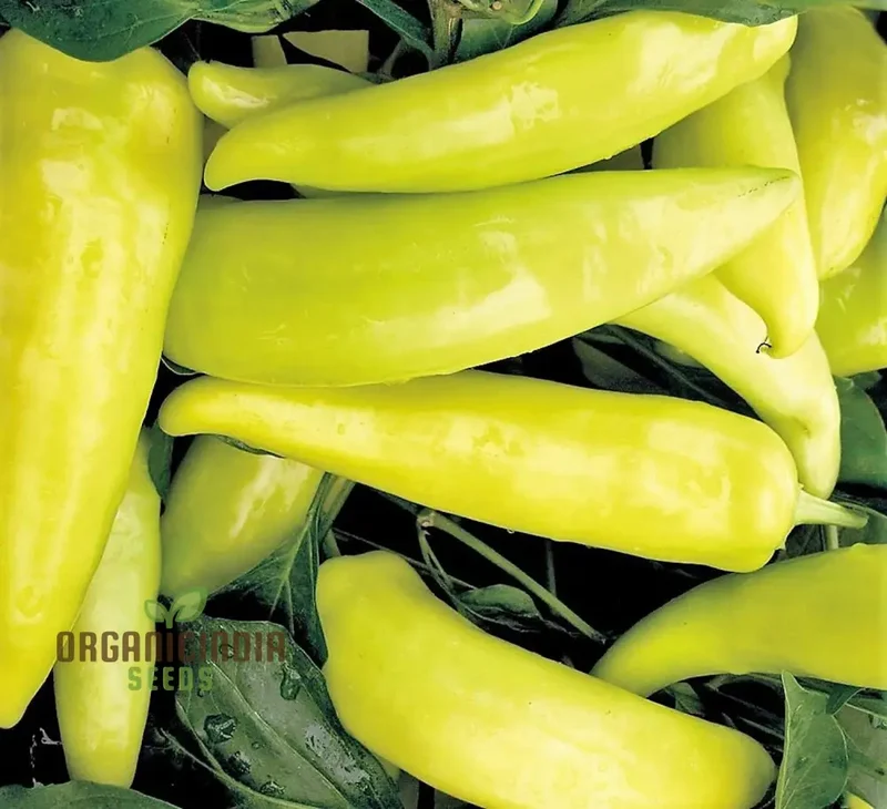 Chilli - Hungarian Yellow Wax Hot Seeds for Planting, Gardening, Premium Quality Seeds