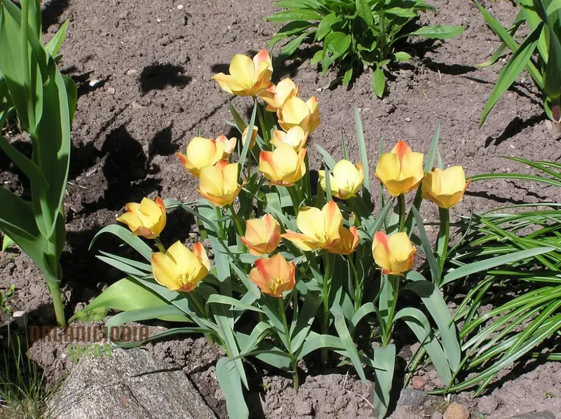 TULIPA BATALINII Seeds for Planting - Ideal for Gardening Enthusiasts - Buy Organic Flower Seeds Online