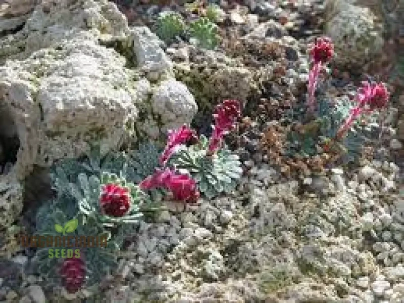 Rare Saxifraga Federici-Augusti Grisebachii Seeds for Gardening Enthusiasts - Premium Quality Planting Seeds
