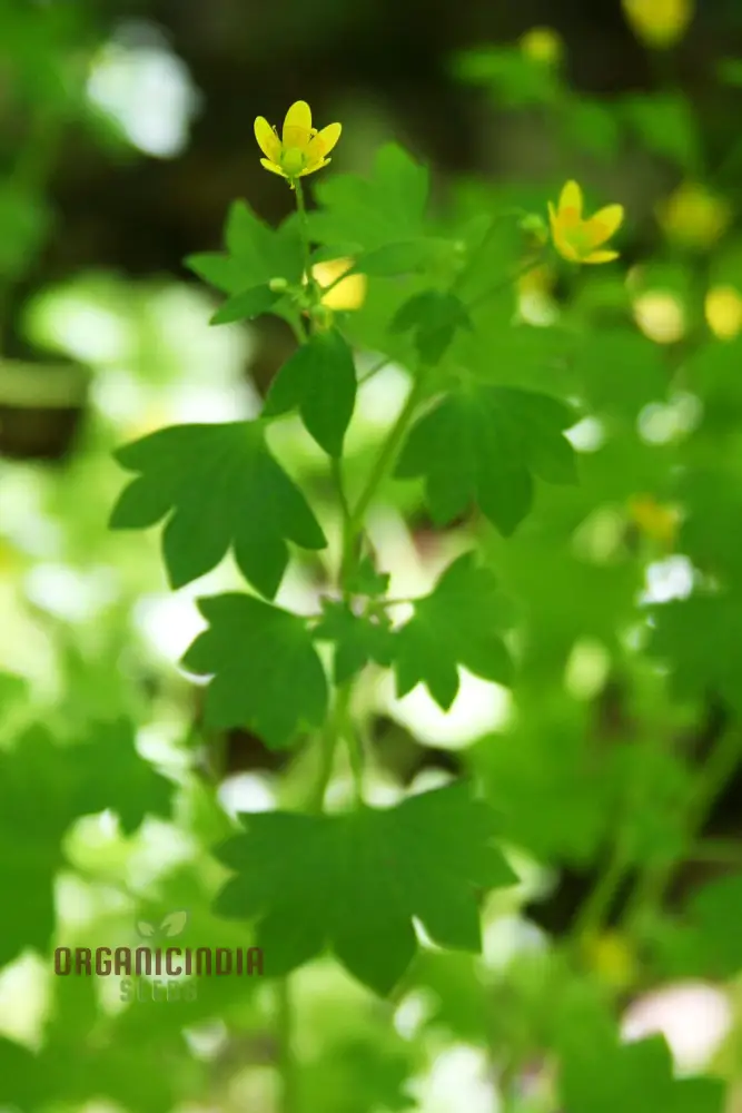 Saxifraga Cymbalaria Seeds for Gardening Enthusiasts | Buy Rare Alpine Plant Seeds Online