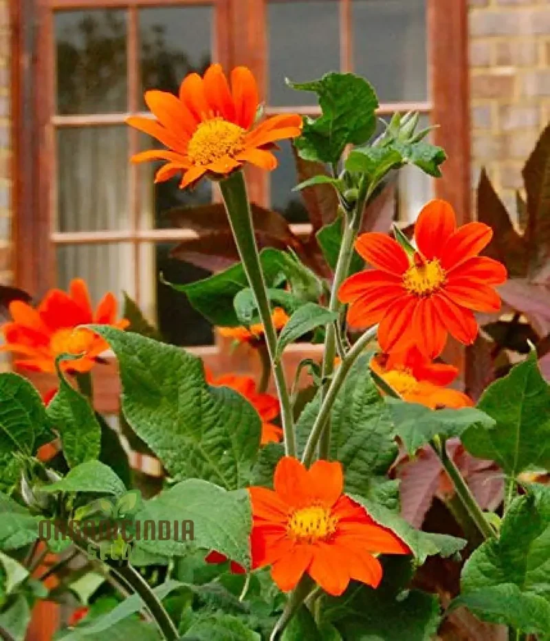 Mexican Sunflower Seeds - Mix, A Vibrant Collection of Colorful Sunflowers for Your Garden