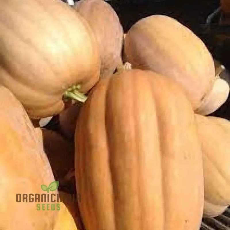 Kentucky Field Pumpkin Seeds - Perfect for Gardening | Premium Quality Seeds