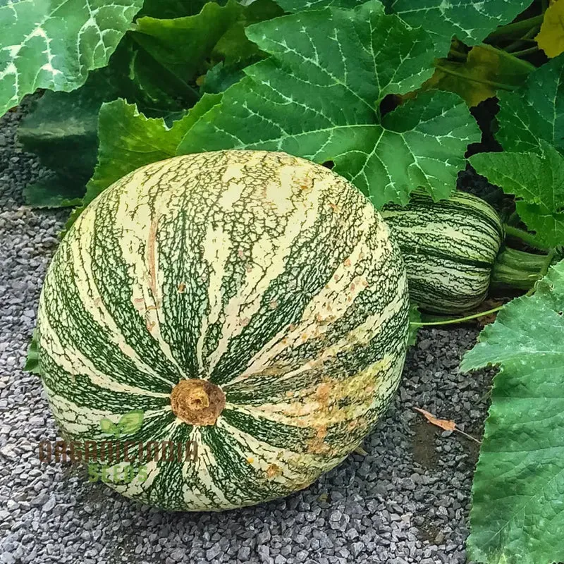 Cushaw Green-Striped Pumpkin Seeds for Gardening | Buy High-Quality Seeds Online