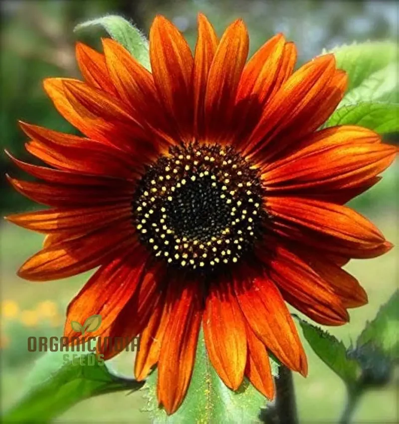 Sunflower Seeds Mix - Here Comes The Sun for a Vibrant Garden of Bright Blooms