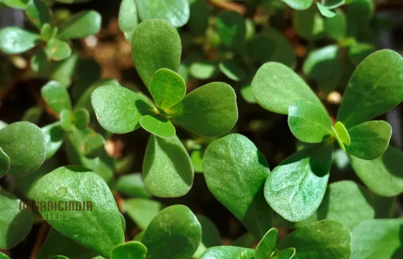 Purslane Green Herb Seeds – Premium Non-GMO Seeds for Home Gardening & Planting