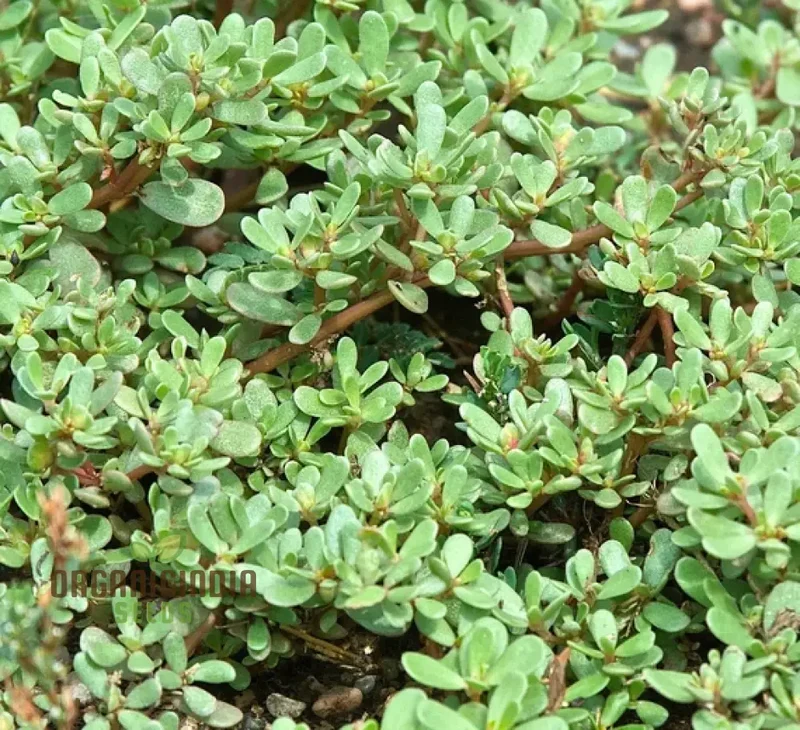 Purslane Green Herb Seeds – Premium Non-GMO Seeds for Home Gardening & Planting