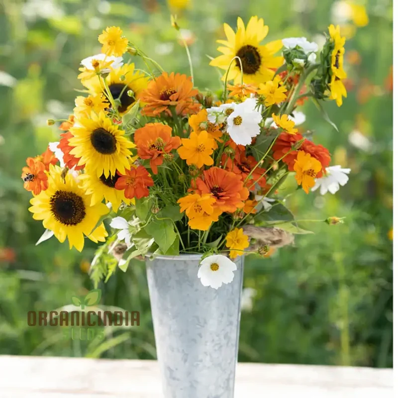 Sunset Mix - Orange, Yellow & White Flower Seeds Blend for a Gorgeous Garden Display