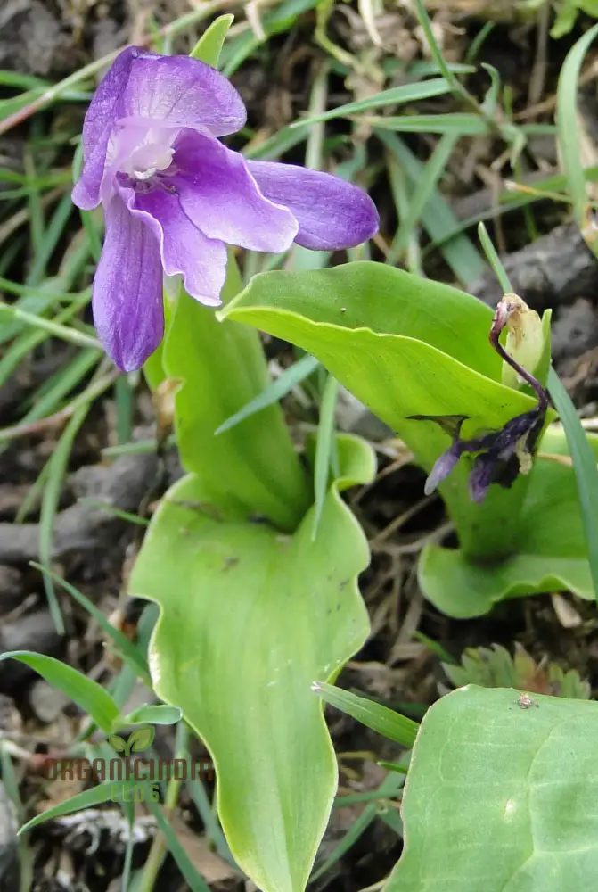 Roscoea Alpina Flower Seeds For Planting, How to Grow Gorgeous Alpine Perennials