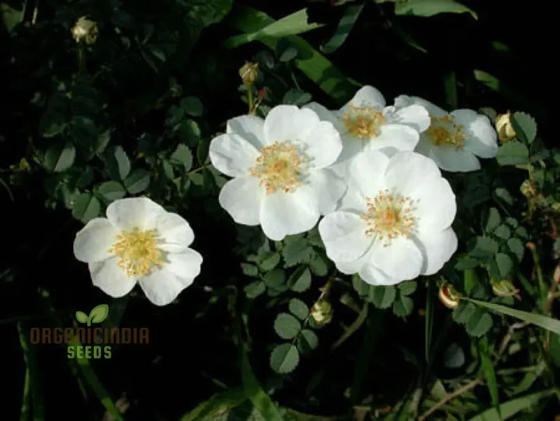 Rosa Spinosissima Flower Seeds For Planting, How to Grow Gorgeous, Hardy Wild Roses with Expert Tips for Planting, Care, and Gardening Success