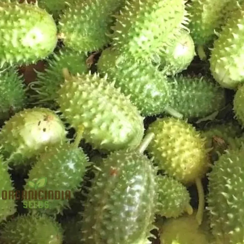 Cucumber - West Indian Gherkin Seeds for Planting & Gardening - Premium Quality Seeds