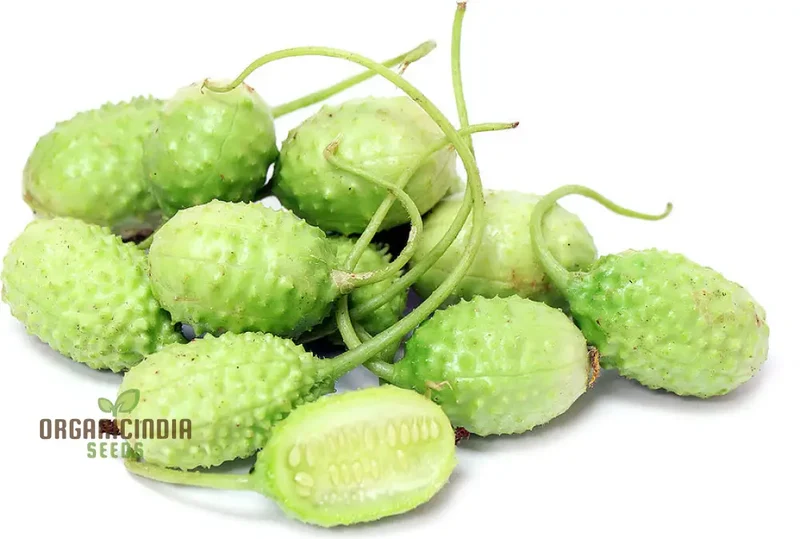 Cucumber - West Indian Gherkin Seeds for Planting & Gardening - Premium Quality Seeds