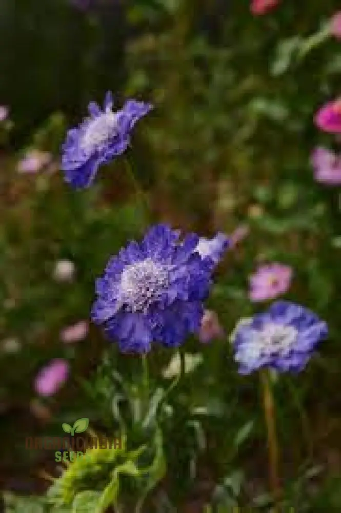 Scabiosa Caucasia 'Fama Deep Blue' Seeds - Premium Gardening Seeds for Beautiful Deep Blue Flowers