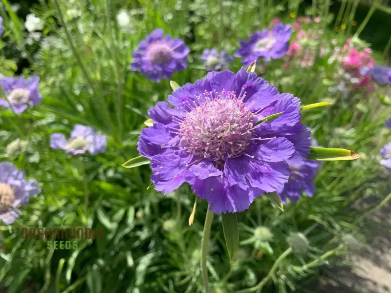 Scabiosa Caucasia 'Fama Deep Blue' Seeds - Premium Gardening Seeds for Beautiful Deep Blue Flowers