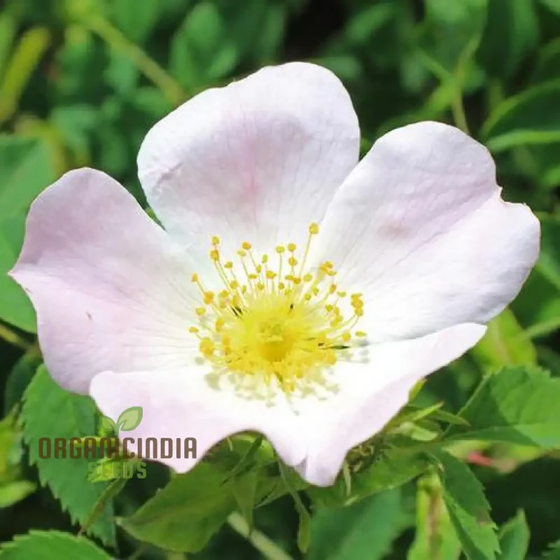 Rosa Pouzinii Flower Seeds For Planting, Expert Tips for Planting and Growing Stunning Wild Rose Flowers for a Beautiful Garden Landscape