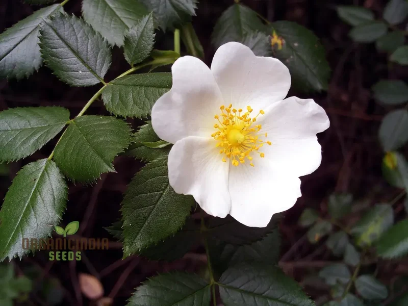 Rosa Pouzinii Flower Seeds For Planting, Expert Tips for Planting and Growing Stunning Wild Rose Flowers for a Beautiful Garden Landscape