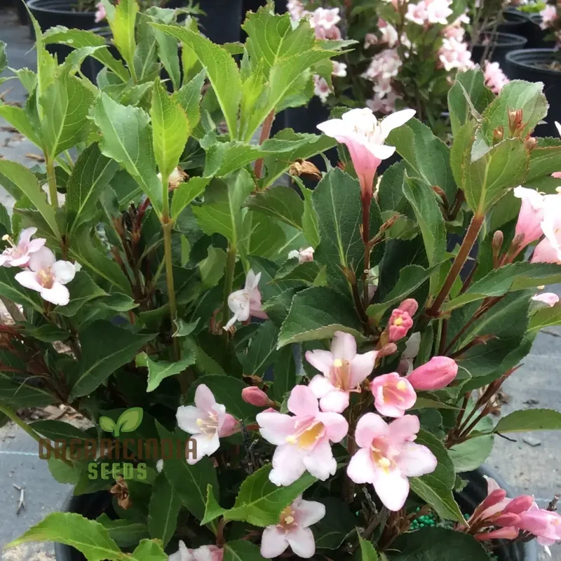 Weigela Florida Seeds for Planting, Hardy Shrub with Vibrant Blooms