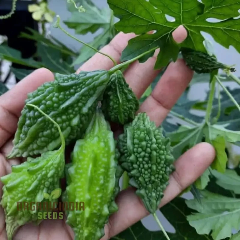 Bitter Gourd Seeds for Planting and Gardening - Organic Seeds Online