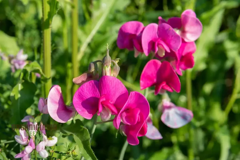 Sweet Peas (Lathyrus odoratus) Flower Seeds For Planting, Grow a Beautiful Garden of Fragrant, Colorful Blooms