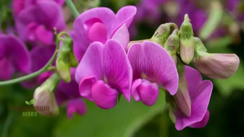 Sweet Peas (Lathyrus odoratus) Flower Seeds For Planting, Grow a Beautiful Garden of Fragrant, Colorful Blooms