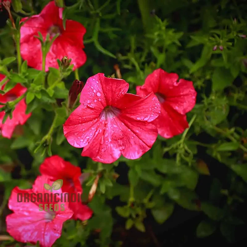 Petunia Supercascade Red Seeds for Gardening Enthusiasts | Vibrant Flowers for Hanging Baskets and Garden Borders