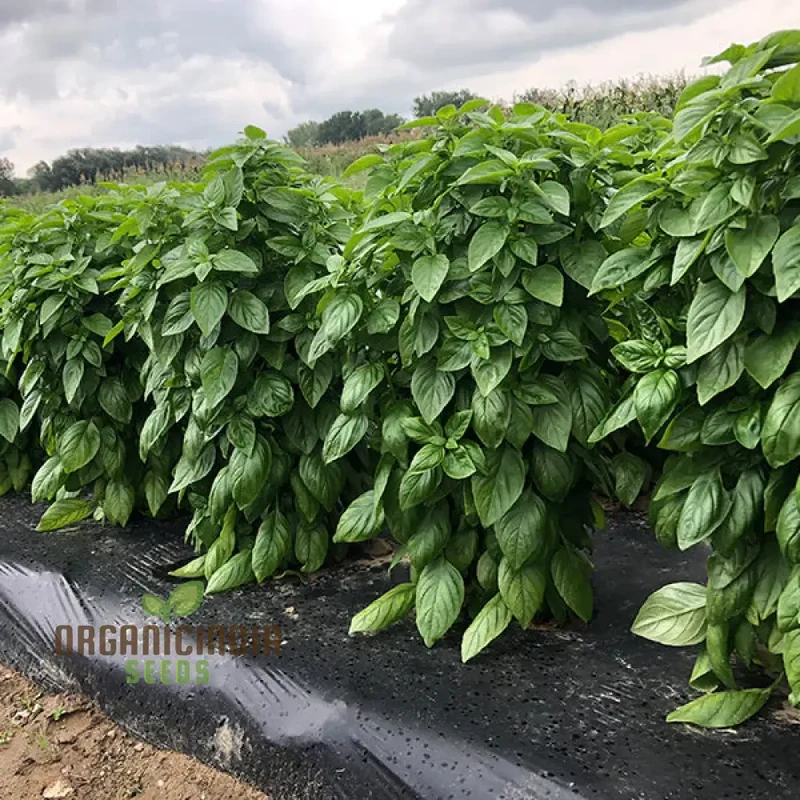 Basil Everleaf Emerald Towers Seeds for Planting, Premium, Long-Lasting Basil Variety Seeds, Perfect for Indoor & Outdoor Gardens