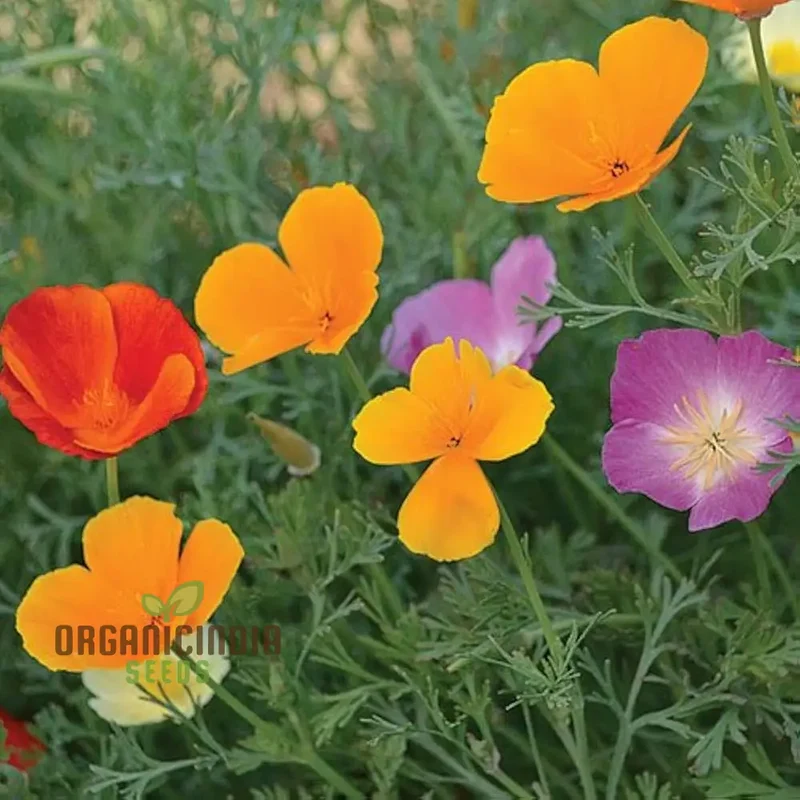 California Poppy Mix Flower Seeds For Planting, Diverse Blend for Vibrant Garden Displays
