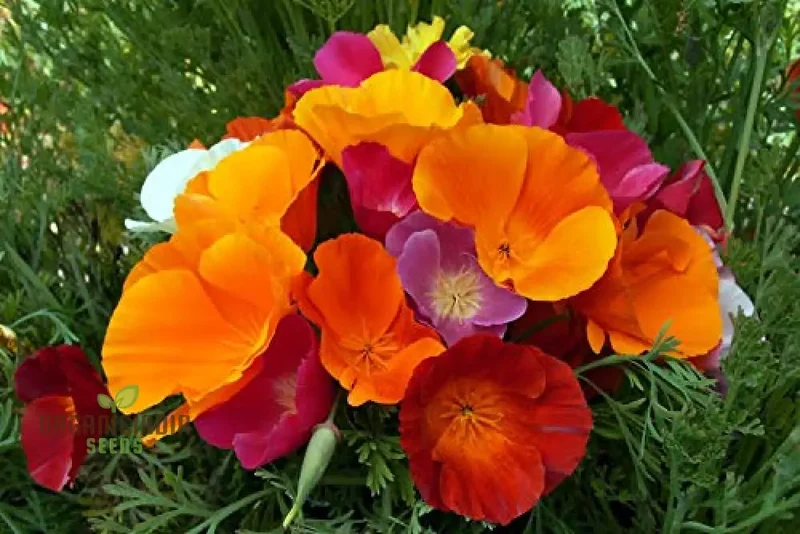 California Poppy Mix Flower Seeds For Planting, Diverse Blend for Vibrant Garden Displays