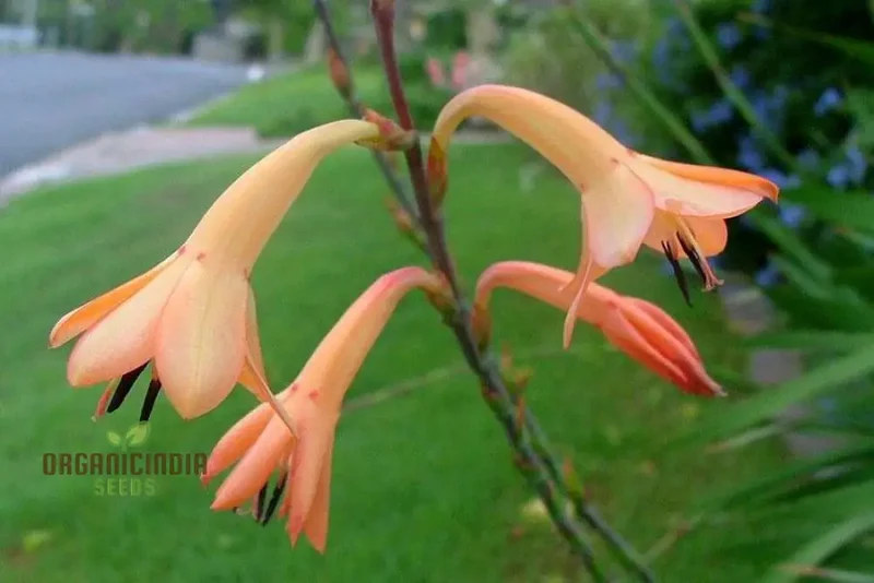 Watsonia Meriana Var Bulbillifera Seeds - Premium Quality for Planting Success