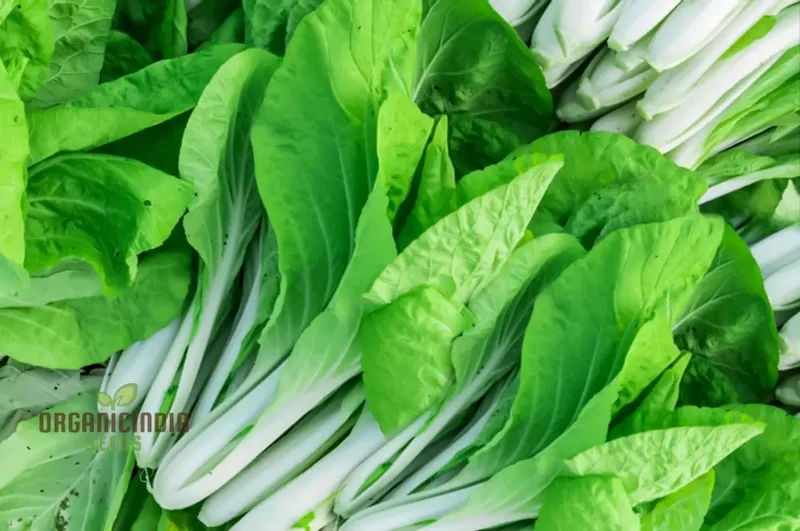 Yu Choy Sum Vegetable Seeds For Planting, Early Green: Expert Tips for Growing Nutritious Greens
