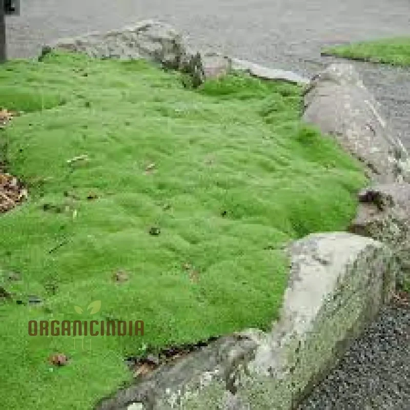 Scleranthus Biflorus Seeds for Gardening Enthusiasts | Fine-leaved Carpet Moss Seeds