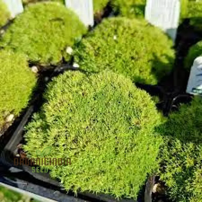 Scleranthus Biflorus Seeds for Gardening Enthusiasts | Fine-leaved Carpet Moss Seeds