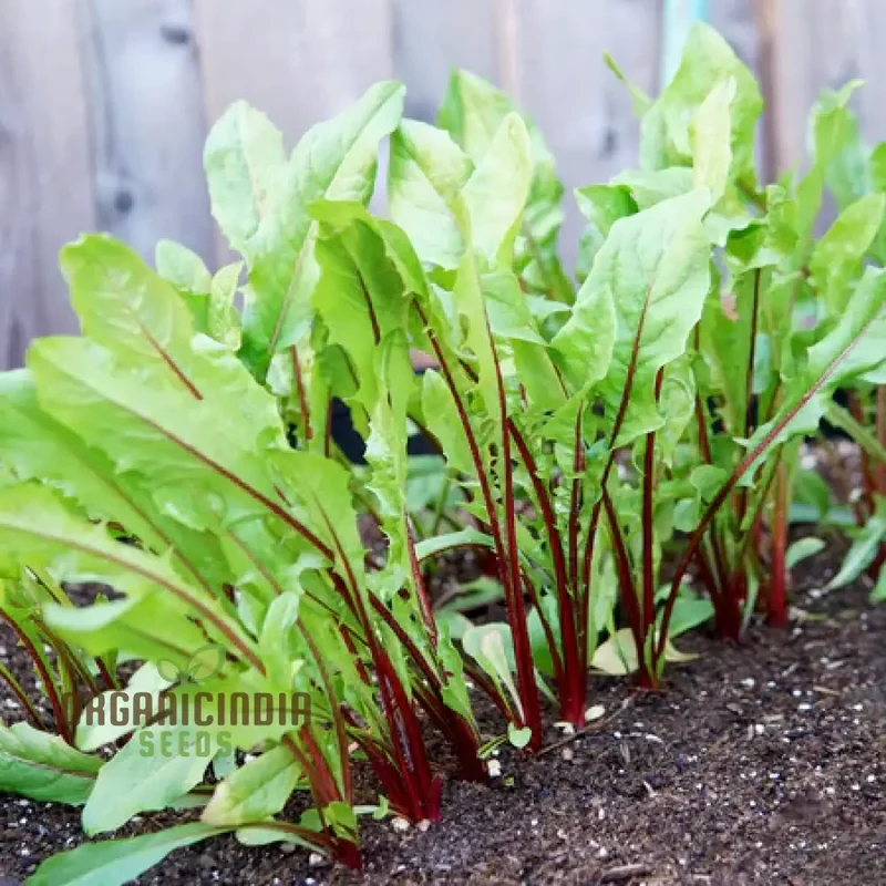 Chicory Italiko Rosso (Red Dandelion) Seeds For Planting, Grow Vibrant Red Chicory in Your Garden